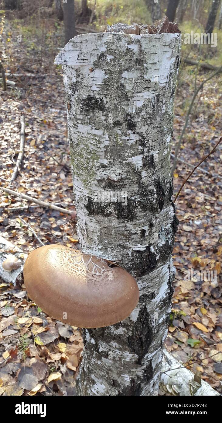 Parasitic fungus. Mushroom. Parasite mushroom on a tree trunk Stock