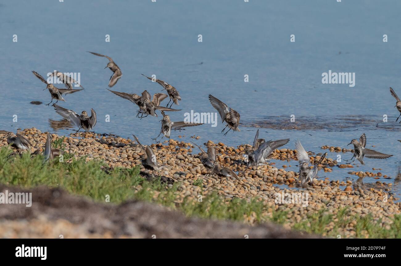 Flock of Dunlin, Calidris alpina, - in partial breeding plumage - coming in to land by The Fleet, Weymouth, Dorset. On southwards migration, late summ Stock Photo
