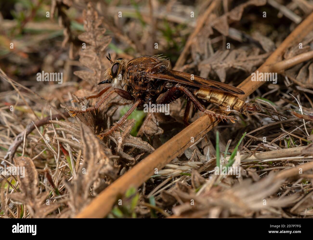 Male Hornet robberfly, Asilus crabroniformis, perched on bracken in grassy heathland, Dorset. Stock Photo