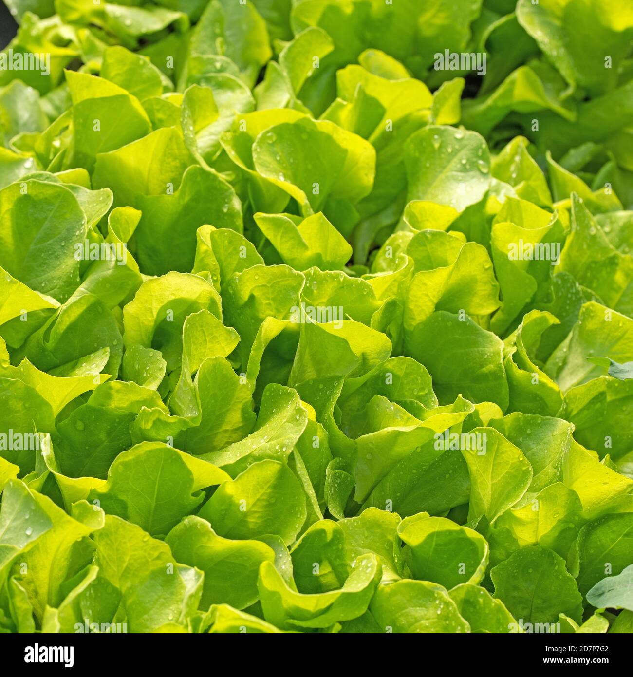 Lettuce, young plants for growing Stock Photo Alamy