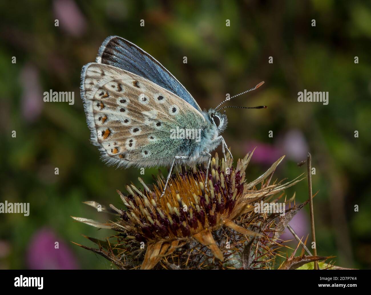 Male Chalkhill Blue butterfly on Carline Thistle, Carlina vulgaris, on warm limestone grassland, Dorset. Stock Photo