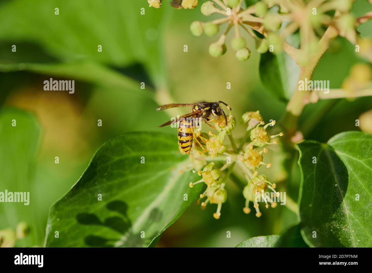macro of a wasp collecting pollen on a common ivy Stock Photo