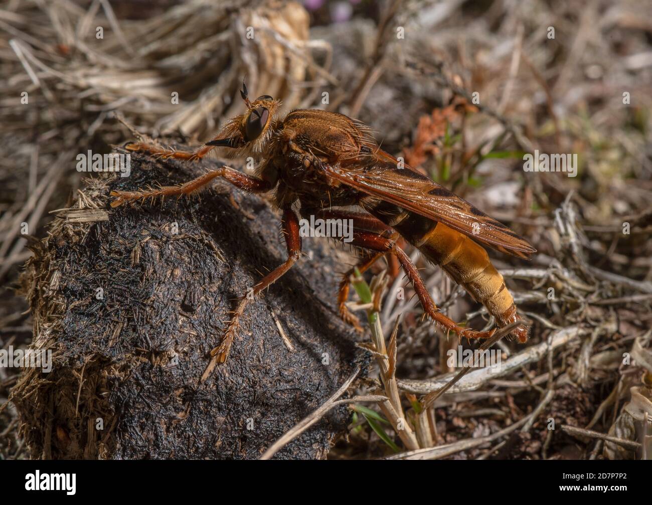 Hornet robberfly, Asilus crabroniformis, perched on pony dung in grassy heathland, Dorset. Stock Photo