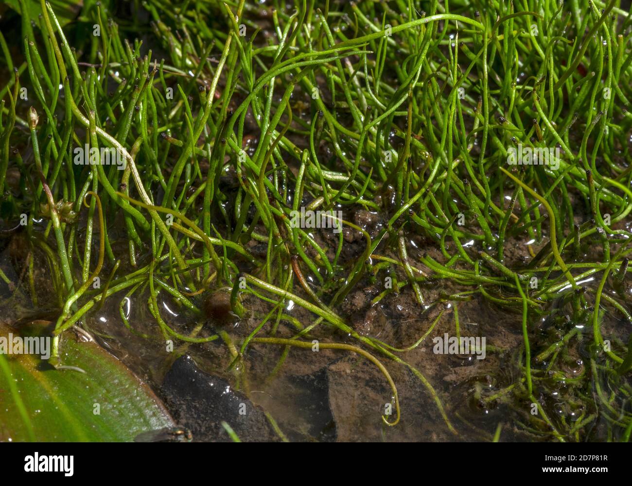 Lawn of Pillwort, Pilularia globulifera, on muddy margin of pool, New Forest. Stock Photo