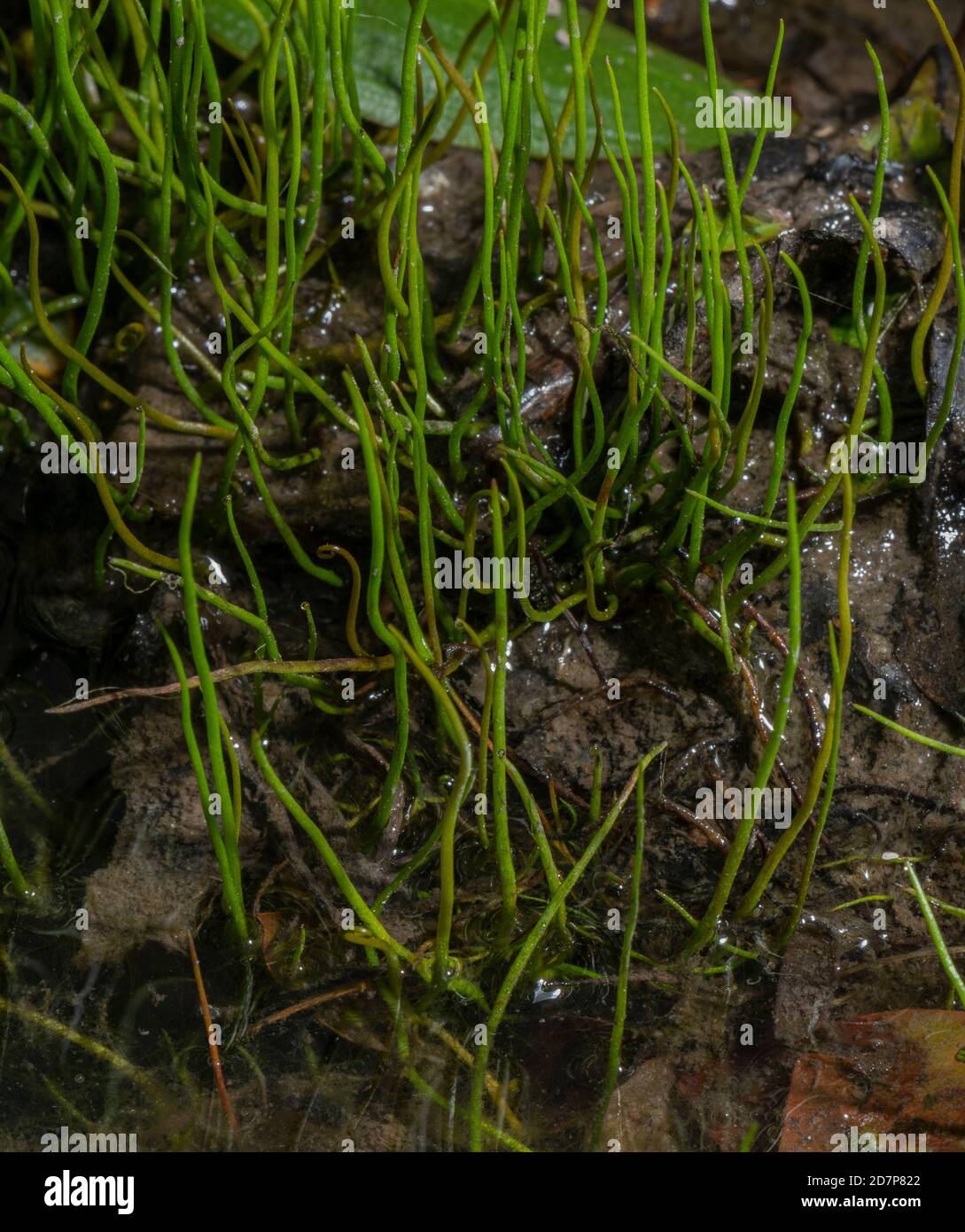 Lawn of Pillwort, Pilularia globulifera, on muddy margin of pool, New Forest. Stock Photo
