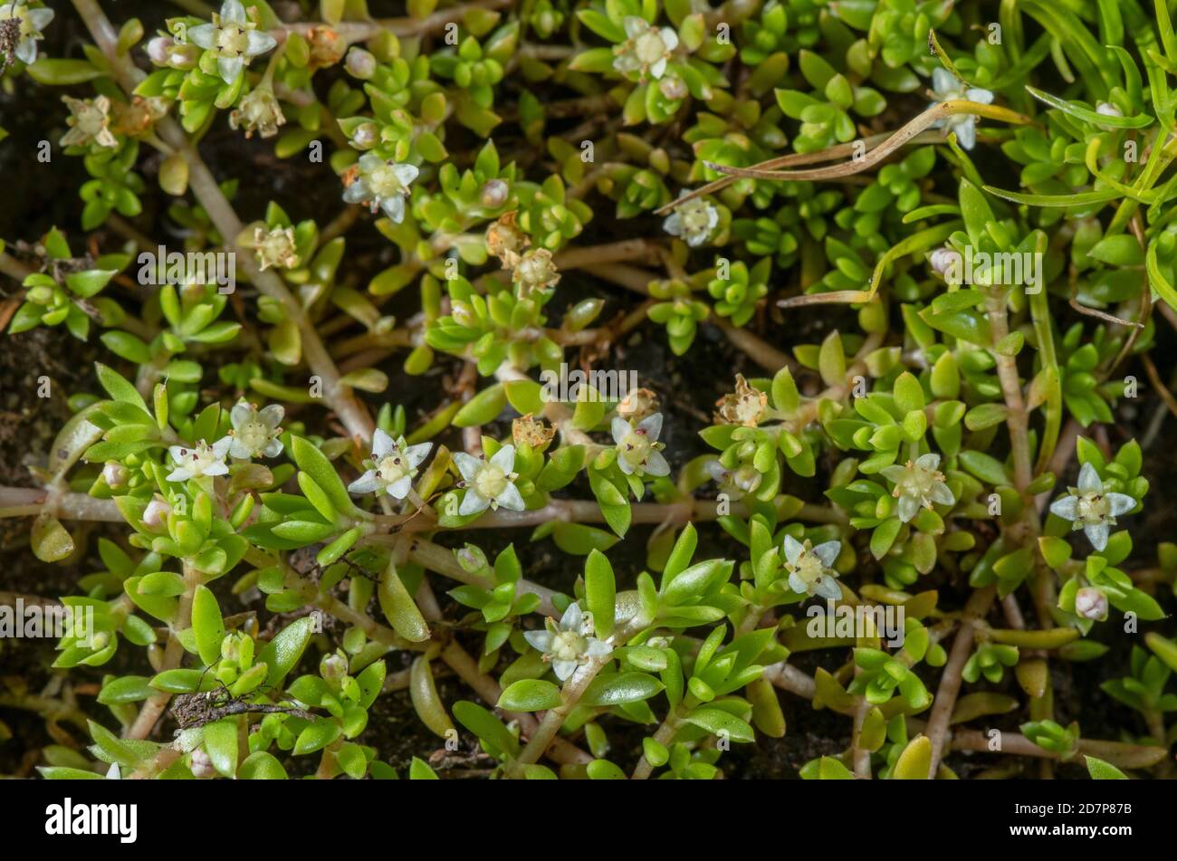 New Zealand pigmyweed, Crassula helmsii, in flower, naturalised in New Forest pond. Stock Photo