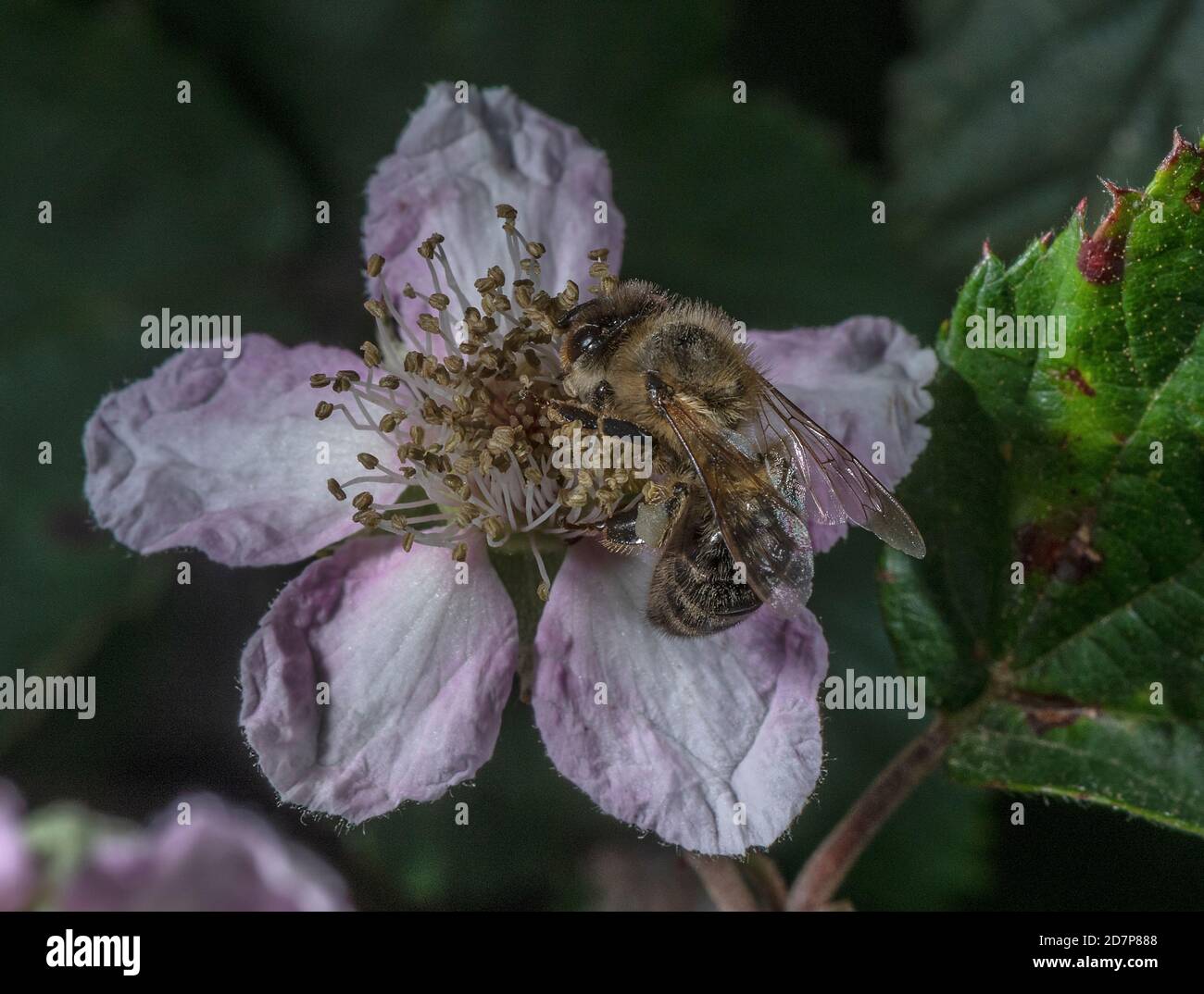 European dark bee, Apis mellifera mellifera, a subspecies of Western honey bee, feeding on pink Bramble flower. New Forest. Stock Photo