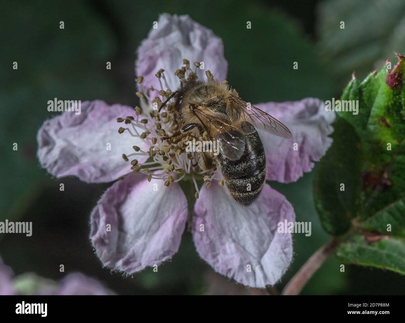 European dark bee, Apis mellifera mellifera, a subspecies of Western honey bee, feeding on pink Bramble flower. New Forest. Stock Photo