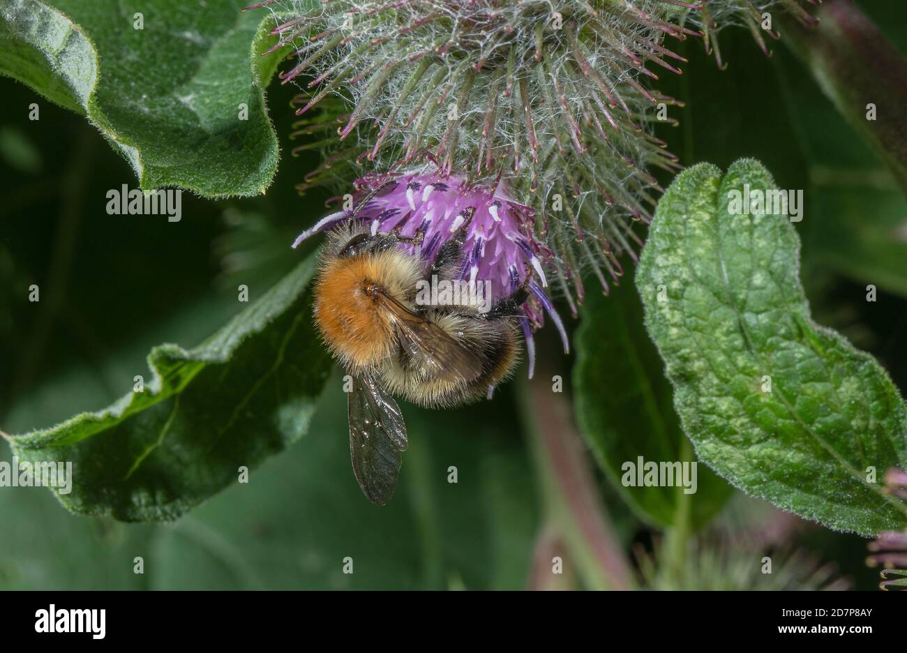 Common Carder Bumblebee, Bombus pascuorum feeding on Burdock flowers. Stock Photo