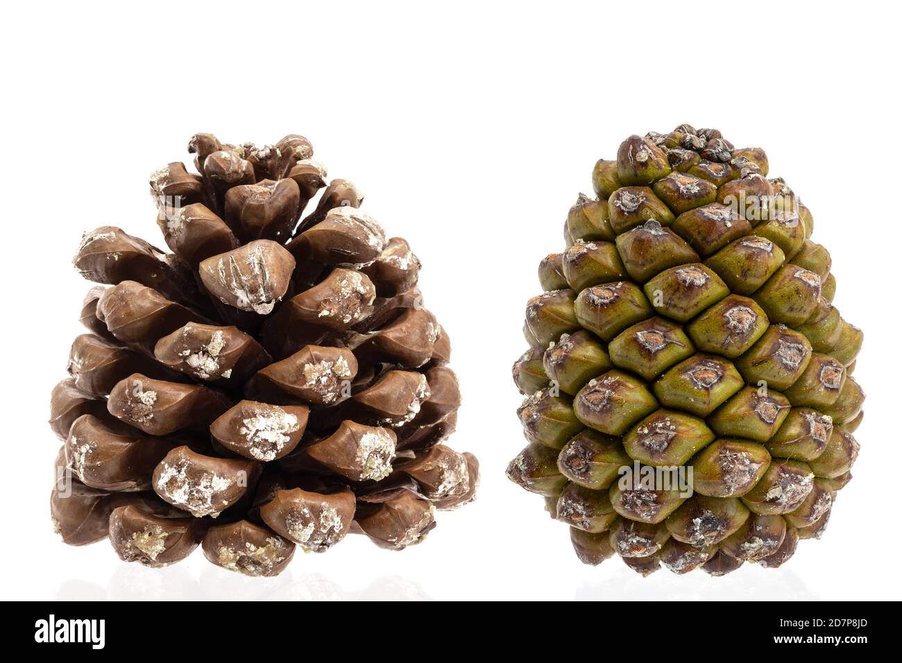 Closeup of a closed and open pine cone isolated on a white