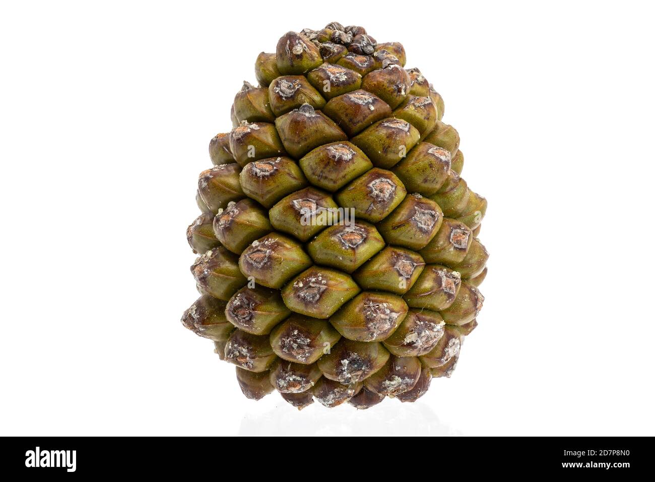 Closed pine cone hi res stock photography and images Alamy