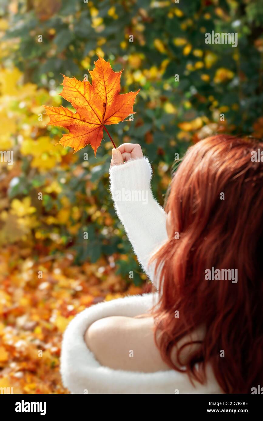 Redheaded young woman holding a red maple leaf, in an autumn scenery, on sunny day. Girl in white sweater relaxing outdoor in autumn forest, back view Stock Photo
