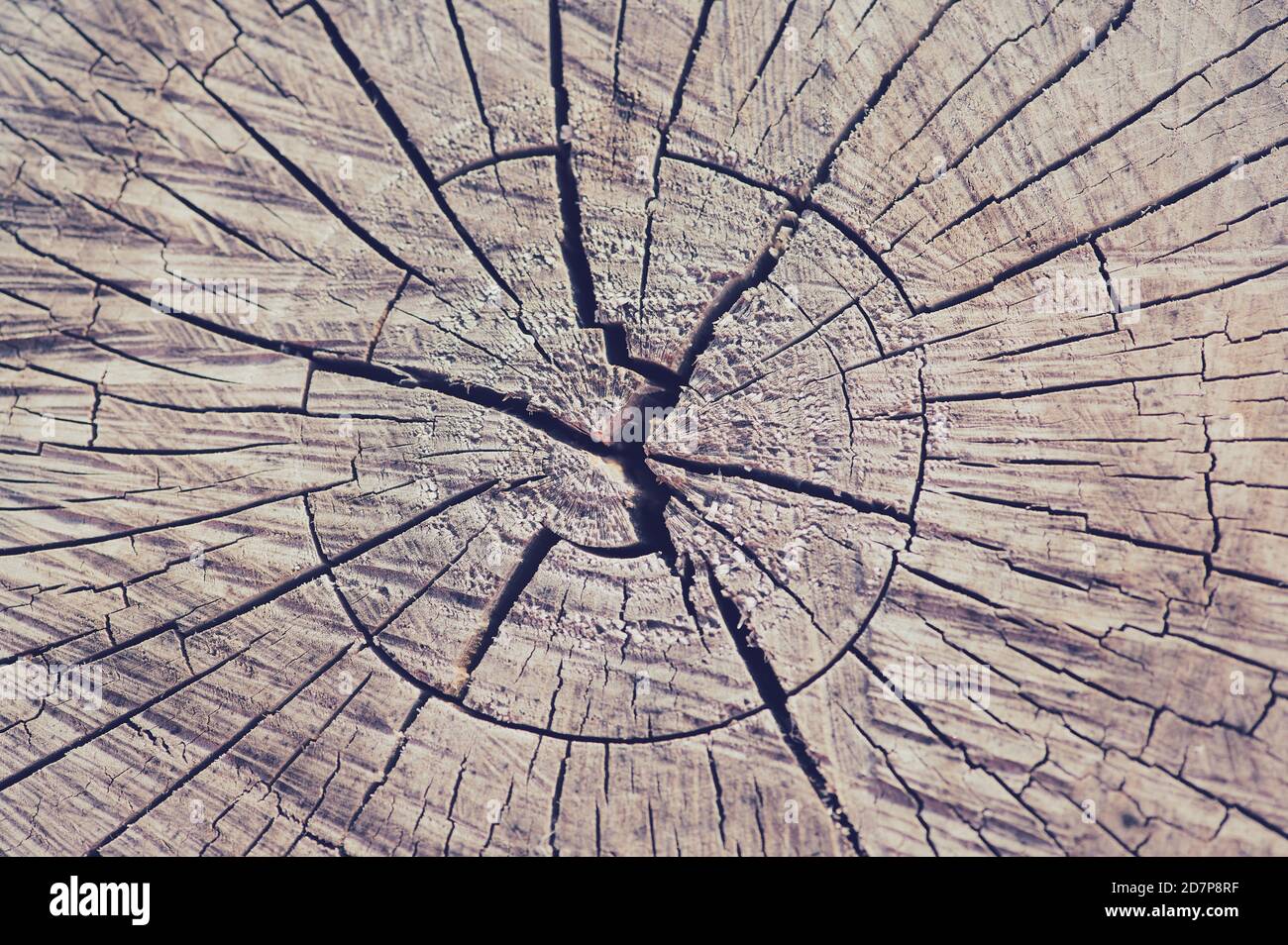 macro photo, cross section of a trunk, wooden background Stock Photo ...