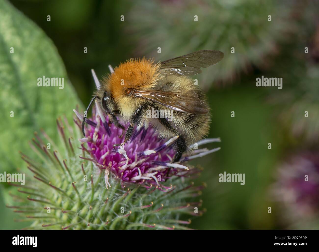Common Carder Bee, Bombus pascuorum, visiting Burdock flower for nectar. Stock Photo
