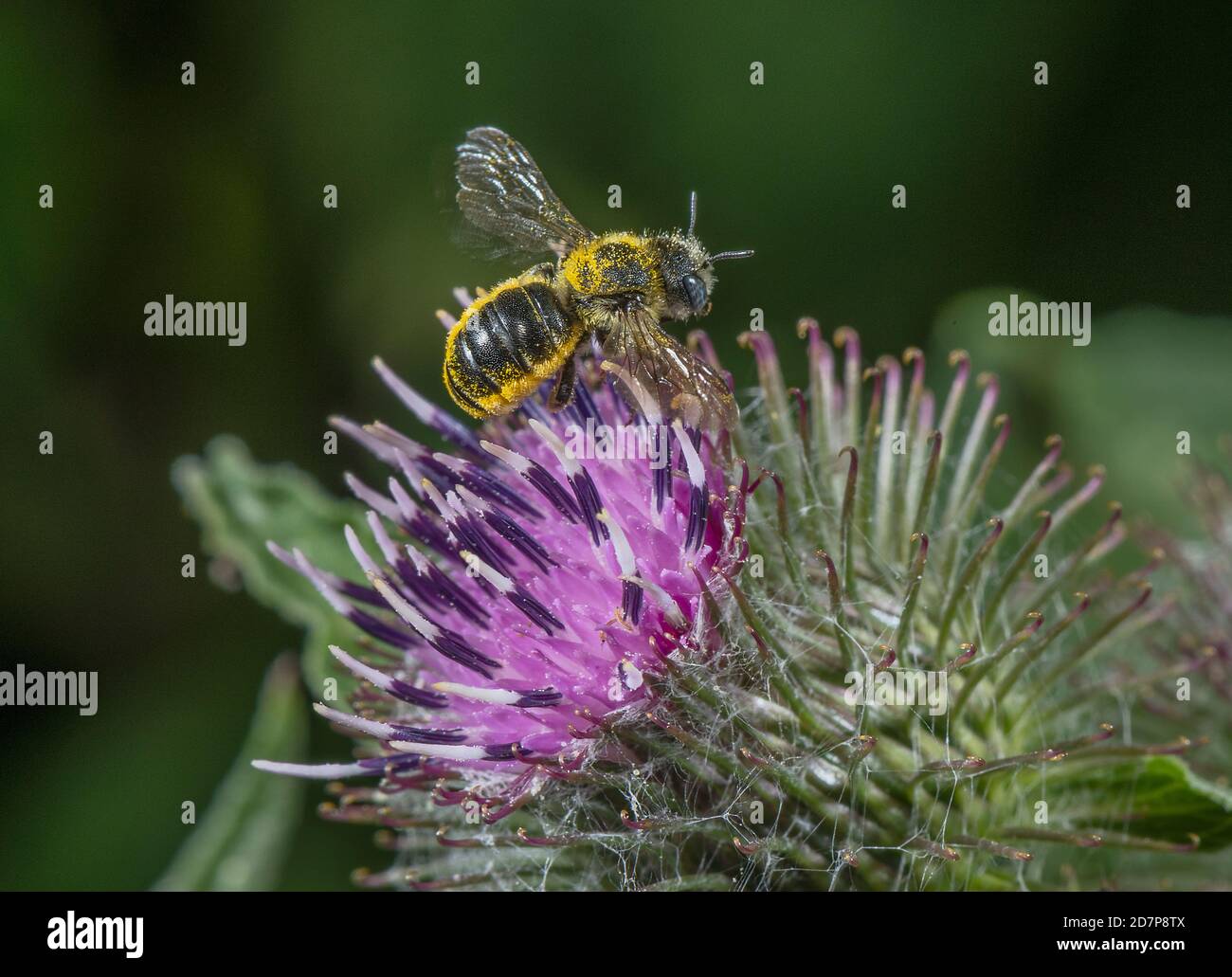 Leafcutter bee, probably Brownfooted Leafcutter Bee, Megachile