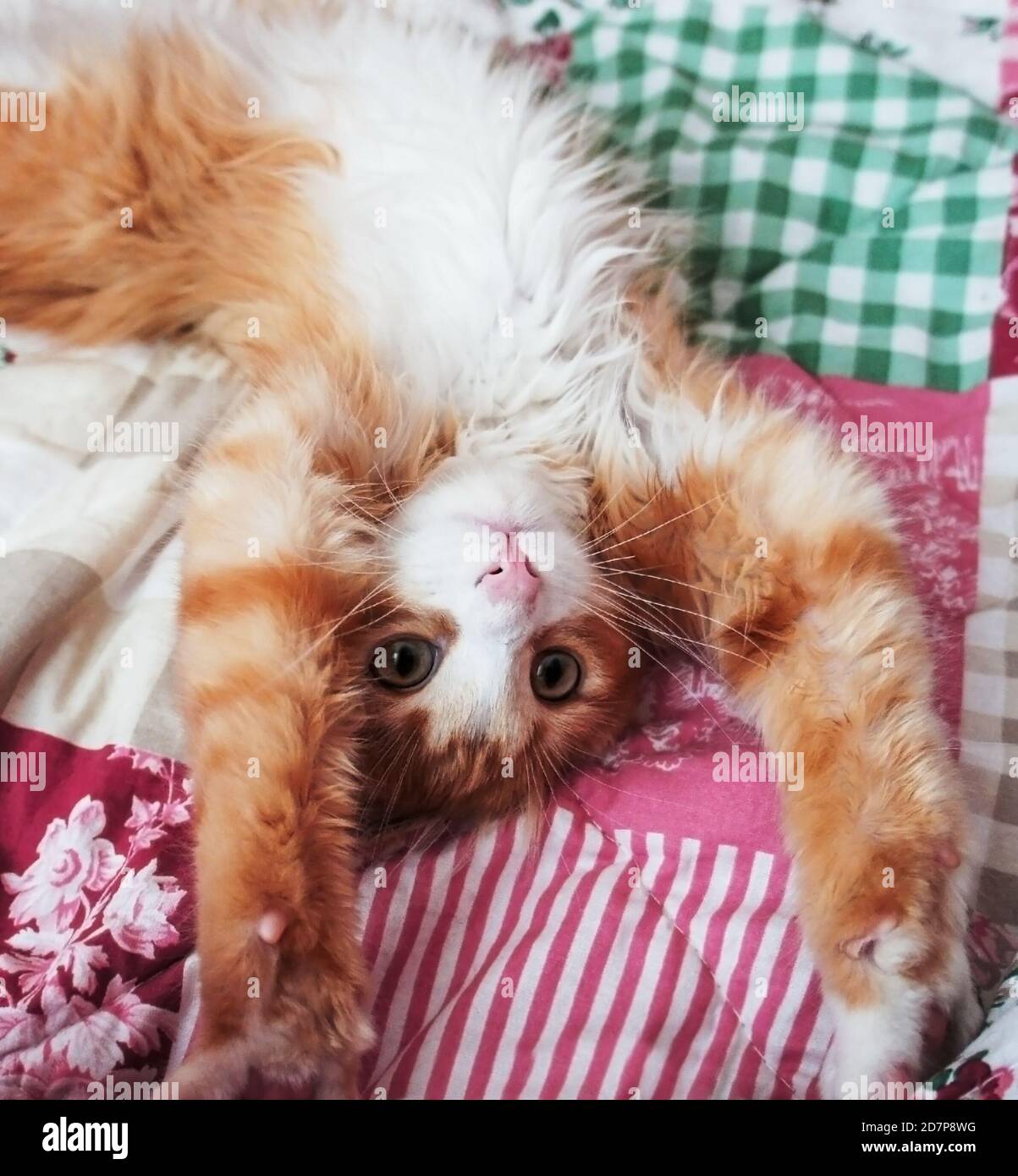Ginger white fluffy kitten with pink nose stretching on a colored pink-green blanket in bed Stock Photo