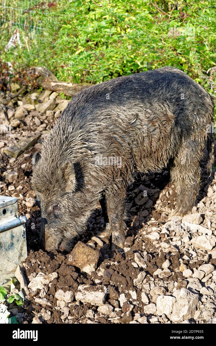 Wild hogs in the forest. Wild boar are also known by various names, including wild hogs or