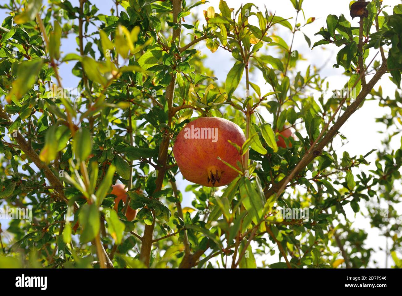 Pomegranate tree (Punica granatum) with ripening pomegranates on it Stock Photo