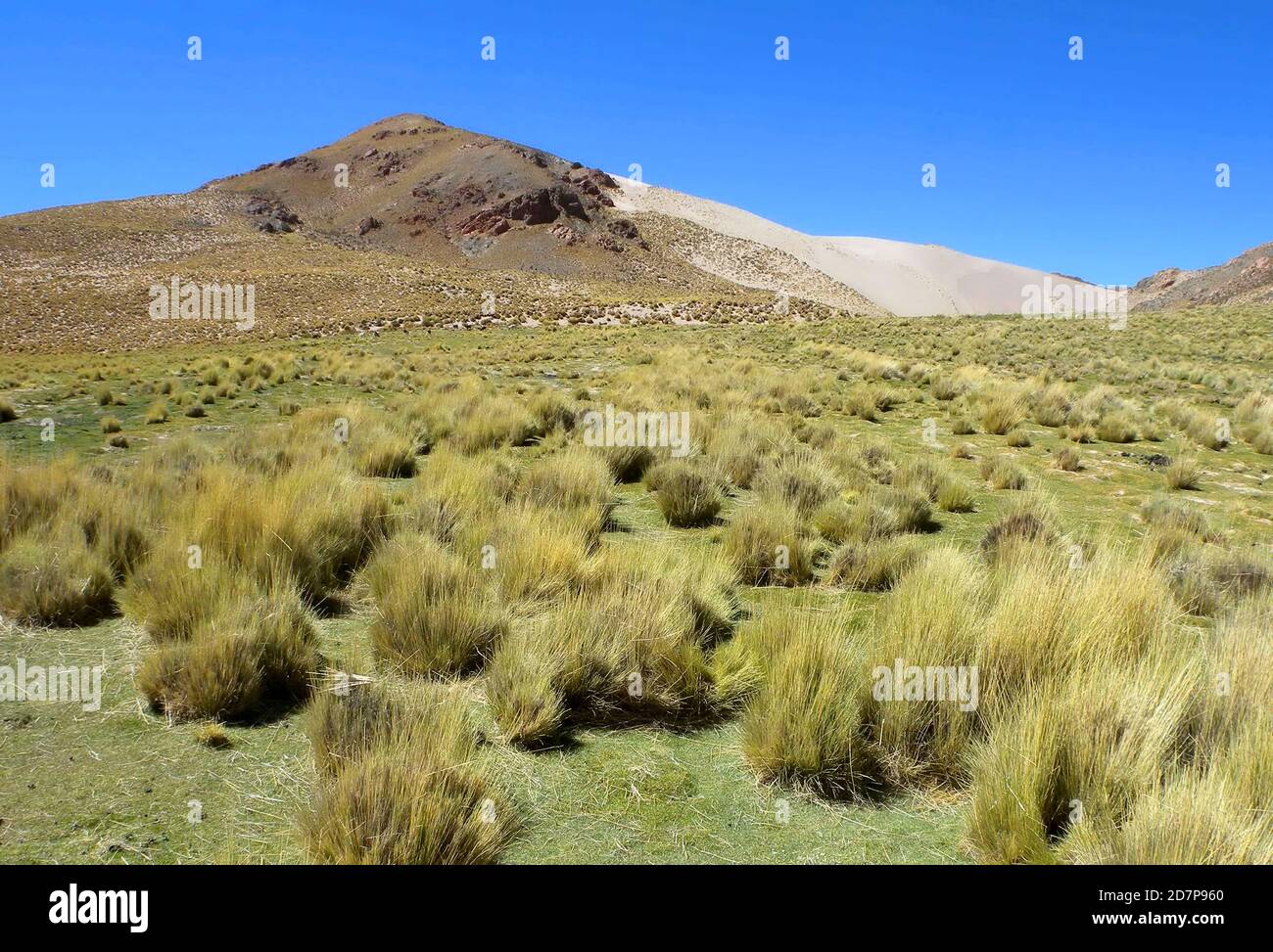 Puna landscape hires stock photography and images Alamy