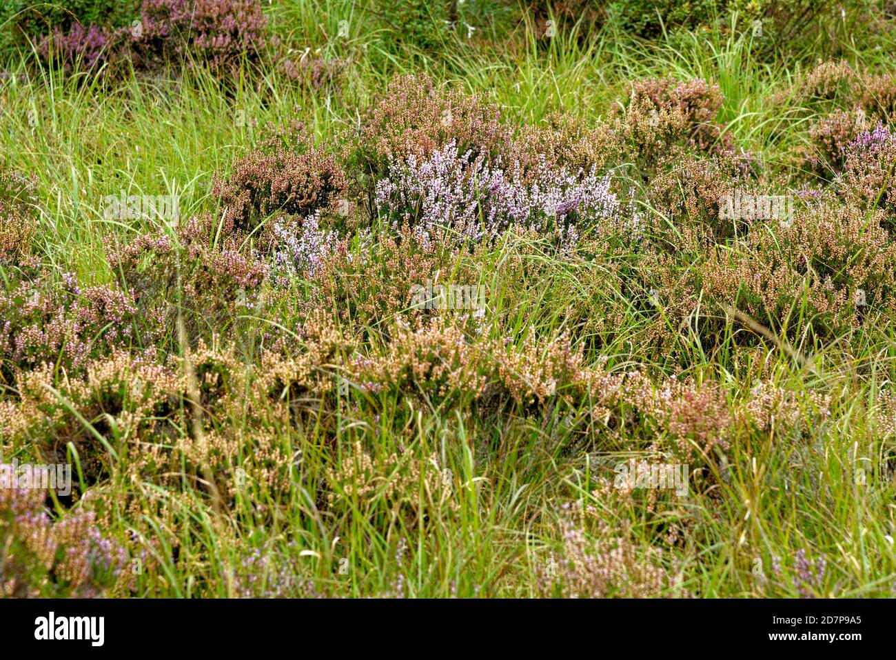 Calluna Vulgaris Besenheide Heidekraut High Resolution Stock Photography And Images Alamy