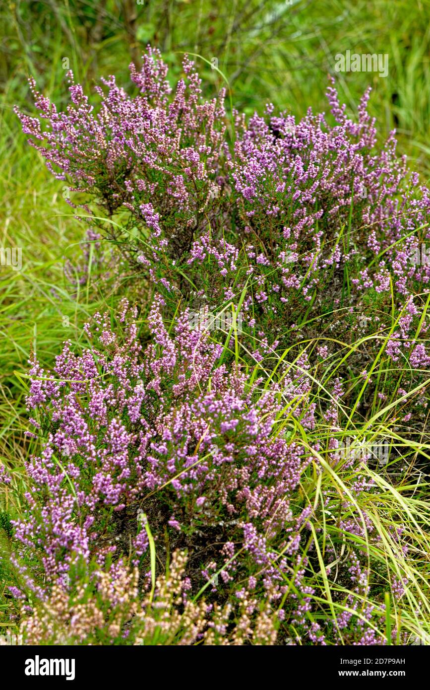 Calluna Vulgaris Besenheide Heidekraut High Resolution Stock Photography And Images Alamy