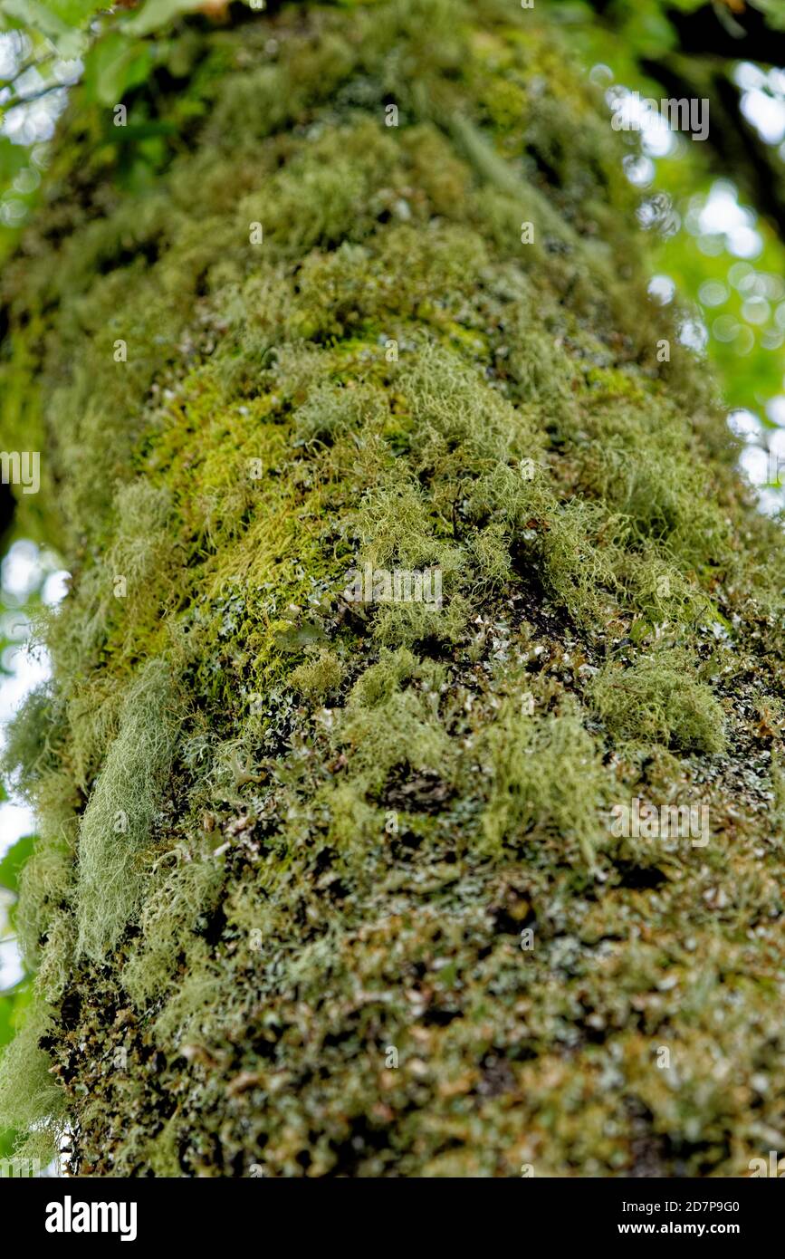 Common Greenshield Lichen (Flavoparmelia caperata), a foliose lichen, growing on a tree trunk in the United Kingdom. Stock Photo