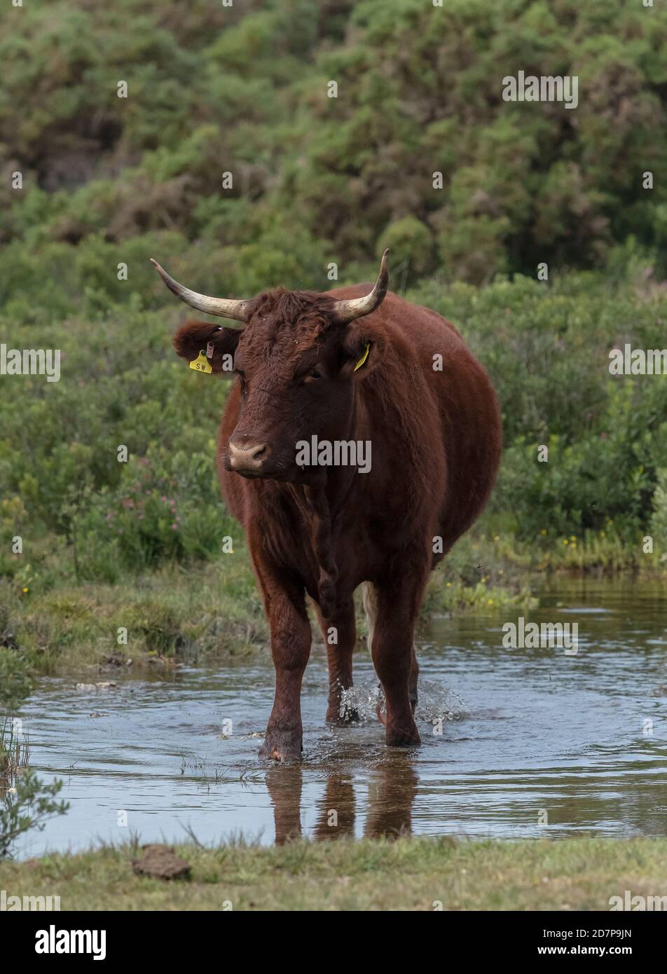 Red cattle grazing in the New Forest, horned Sussex breed, near Hatchet Pond, Hampshire. Stock Photo