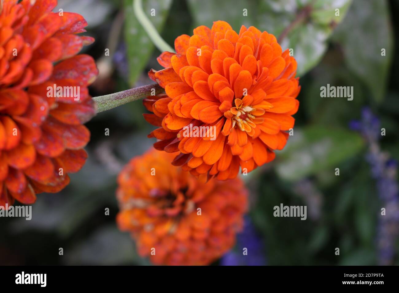 Orange Zinnia Flowers Stock Photo