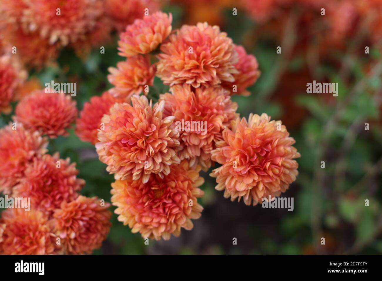 Orange chrysanthemum hi-res stock photography and images - Alamy