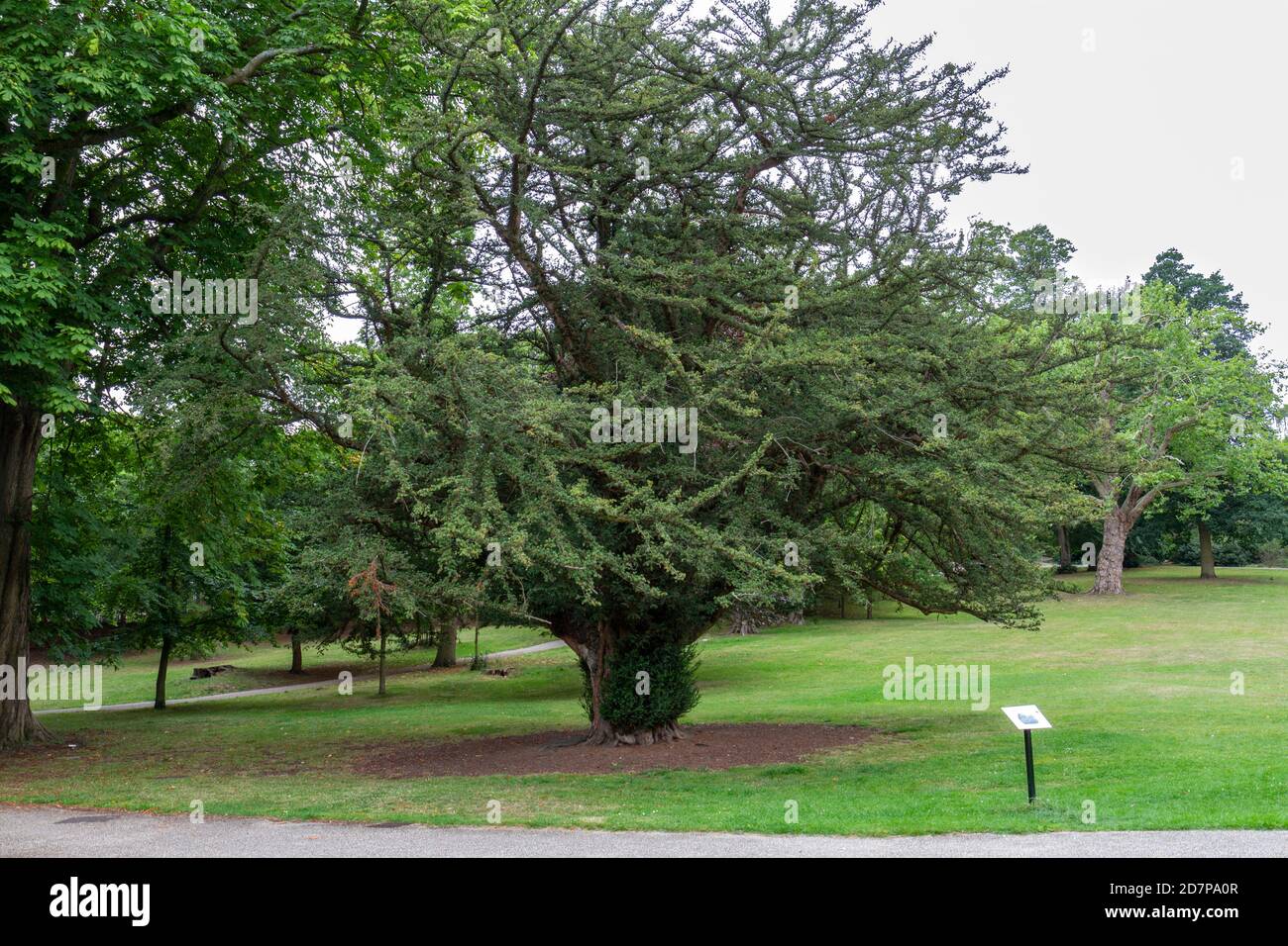 The oldest Yew tree (taxus baccata) thought to be over 600 years old, in Christchurch Park, Ipswich, Suffolk, UK (Aug 2020). Stock Photo
