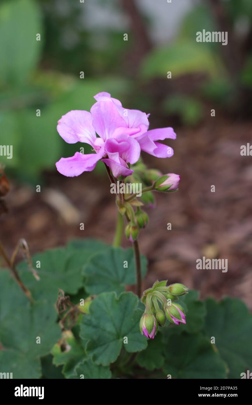Lavender geranium hires stock photography and images Alamy