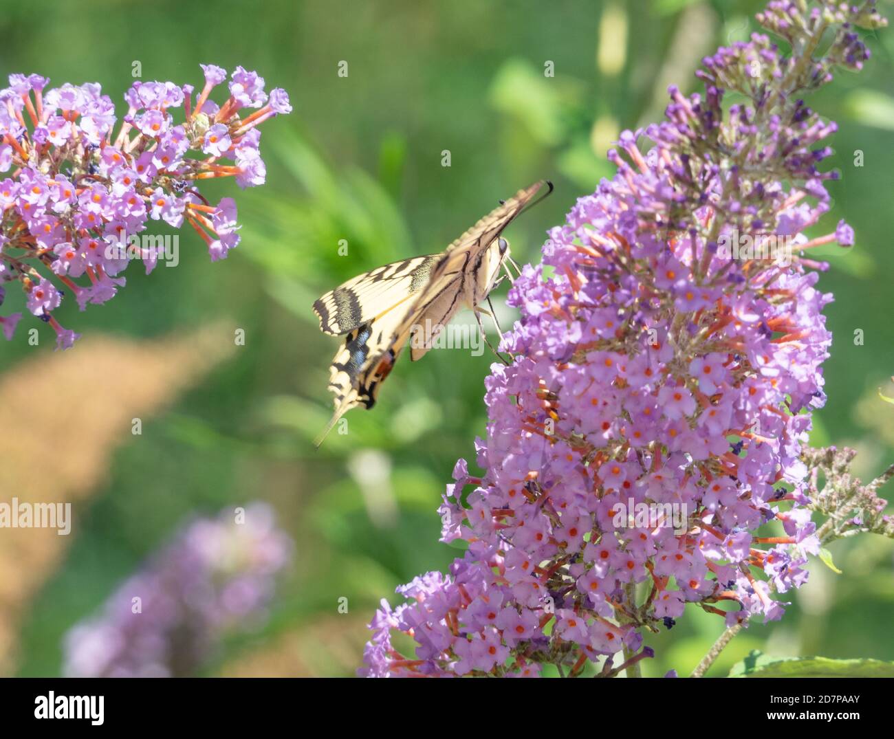 Beautiful Machaon butterfly on a pink flower of Buddleja Davidii shrub ...