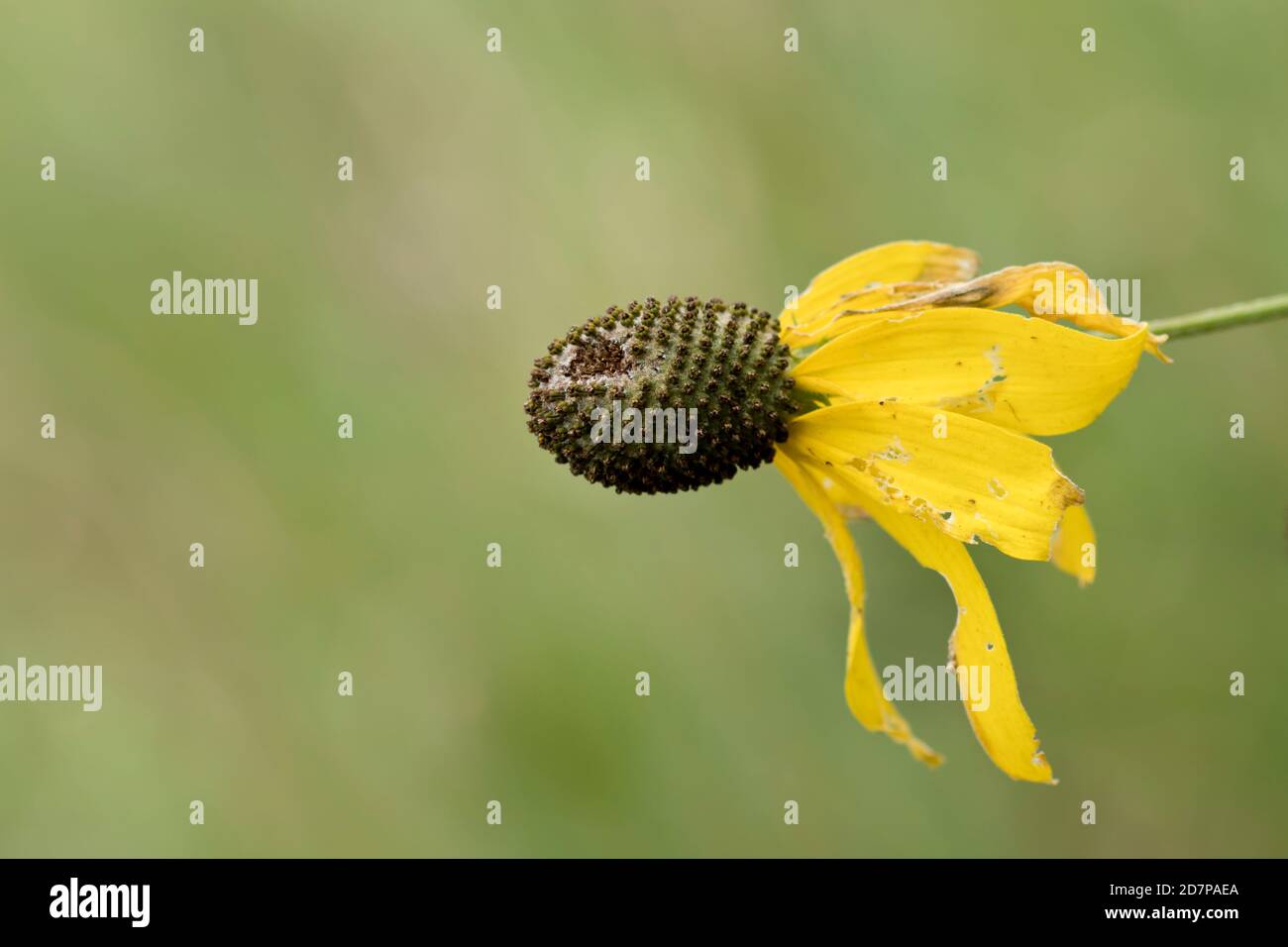 Yellow wildflower losing the petals in late summer Stock Photo Alamy