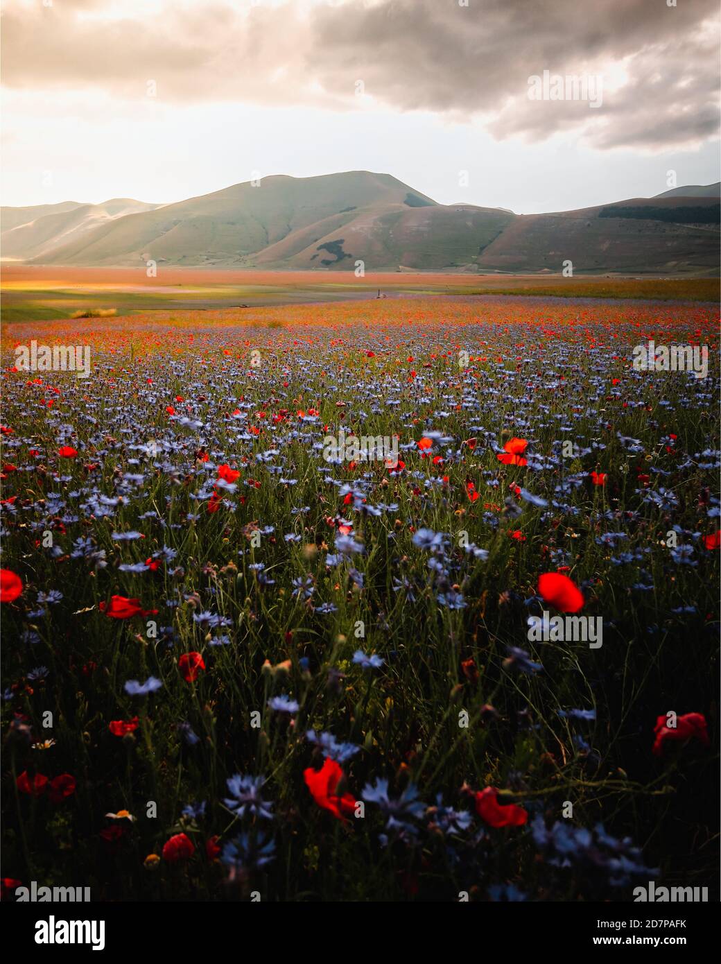 Flowers Land In Castelluccio Di Norcia Italy Stock Photo Alamy