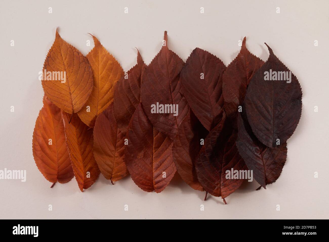 Autumn leaves color gradient. Autumn season change concept. Stock Photo