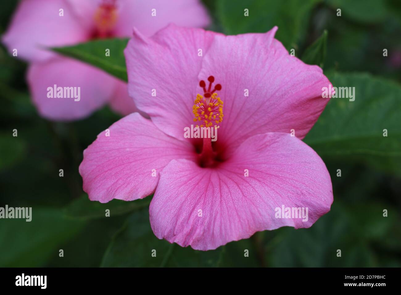 Pink Hibiscus Flowers Stock Photo Alamy