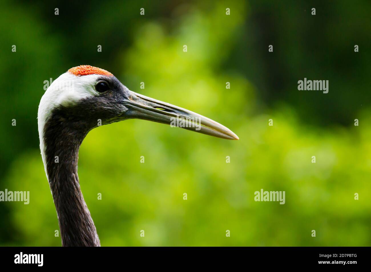 Portrait of a red-crowned crane. Symbol of luck, longevity and fidelity, is one of the rarest crane in the world Stock Photo