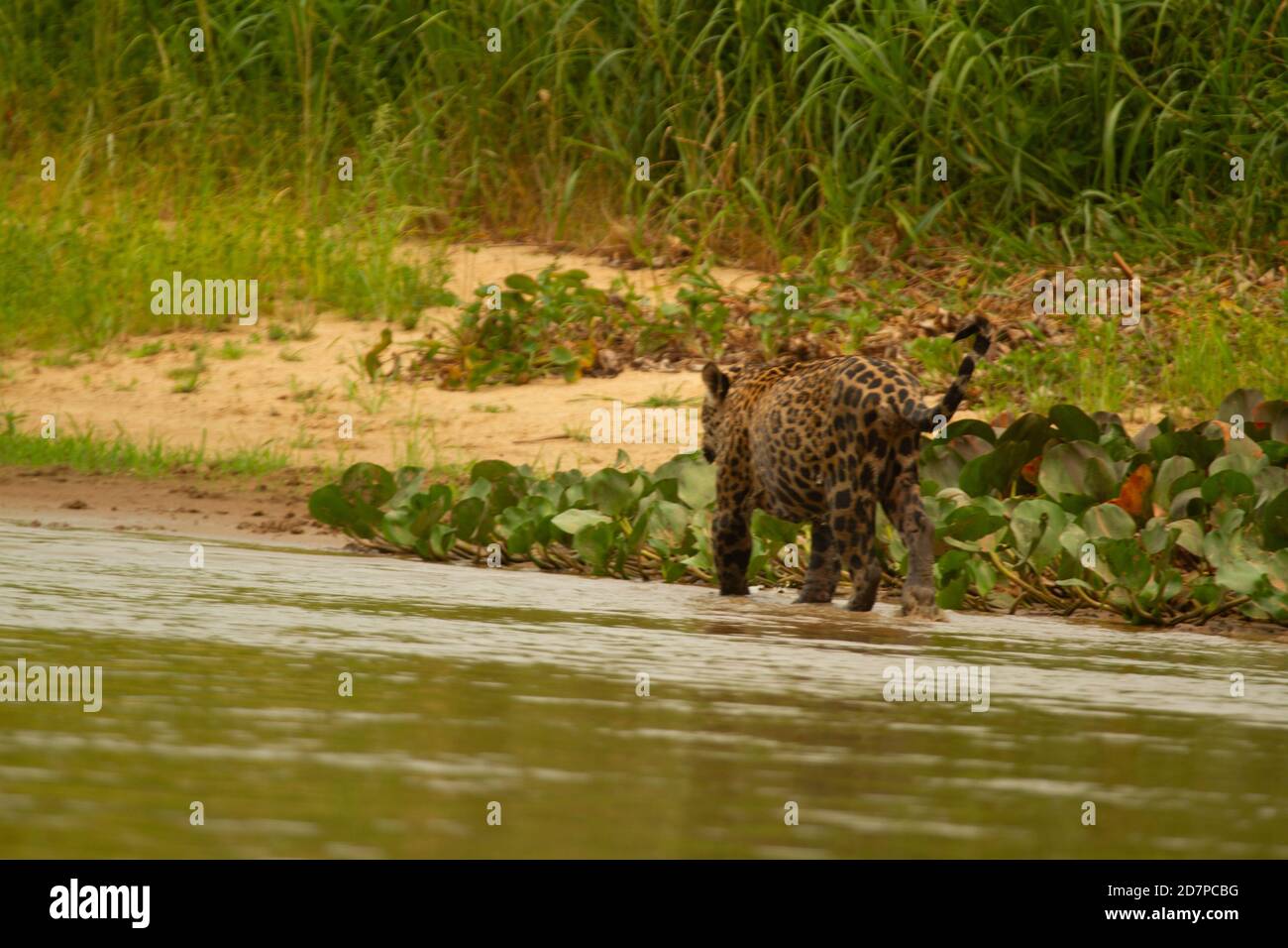 The great drought of Brazilian Pantanal 2020 Stock Photo