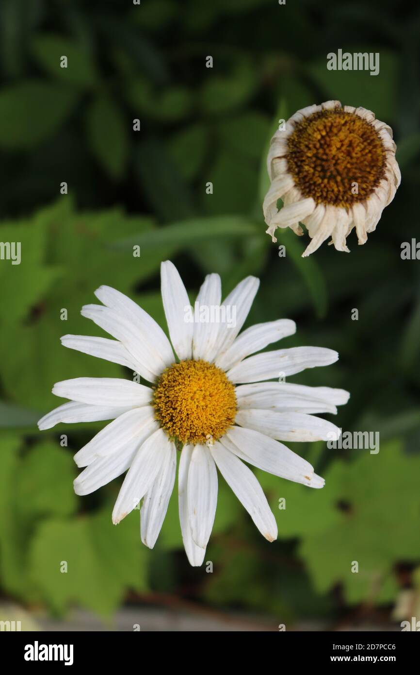 Living and Dying Daisies Stock Photo Alamy
