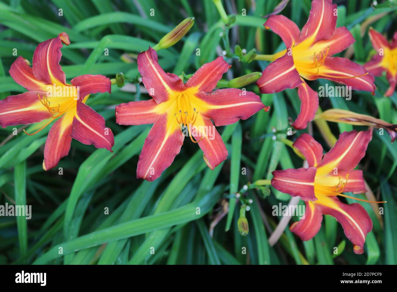 Autumn Red Daylilies Stock Photo Alamy