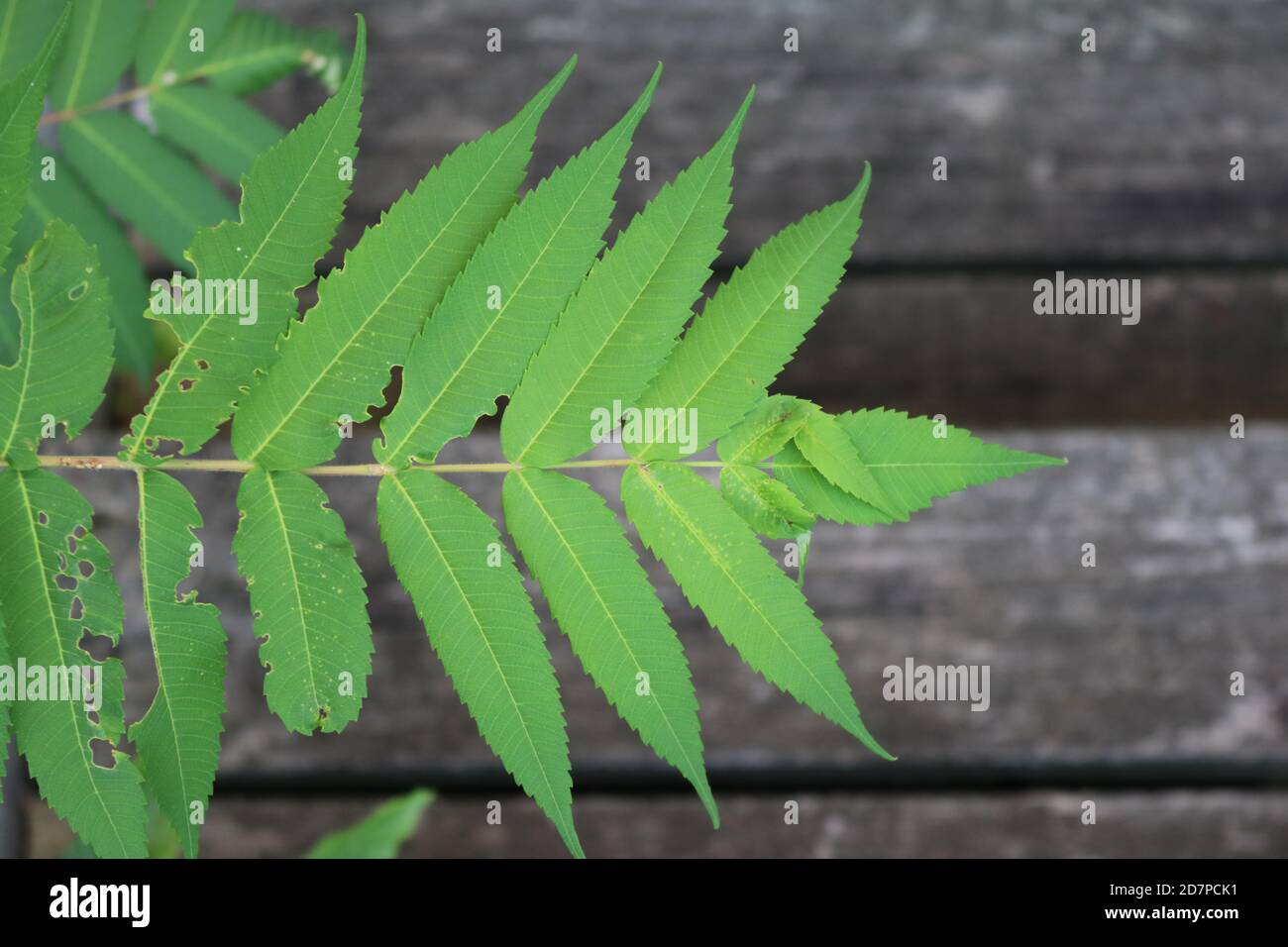Staghorn Sumac Leaves Stock Photo Alamy