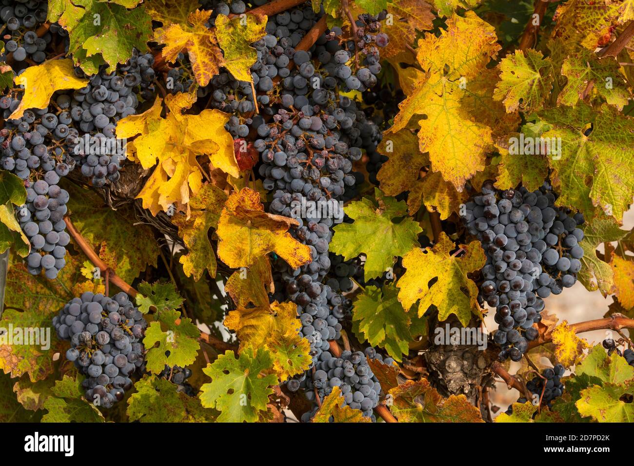 Unharvested grapes, in the autumnal vineyards of Campo de Borja, near the small town of Magallon, Aragon, Spain. Stock Photo