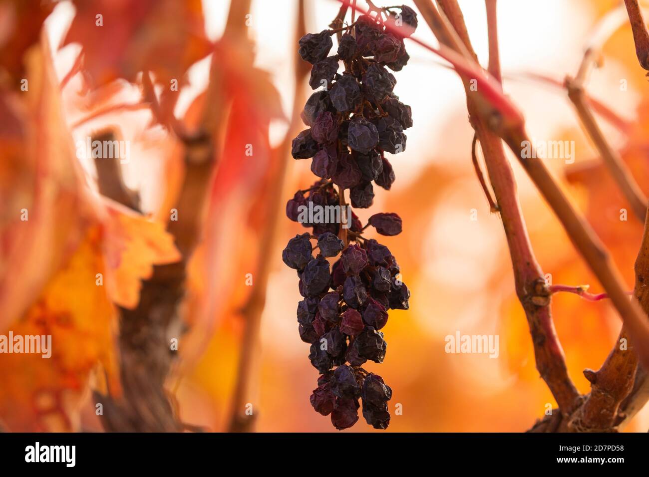 Natural raisins in the vineyards of Campo de Borja, near the small town of Magallon, Aragon, Spain. Stock Photo