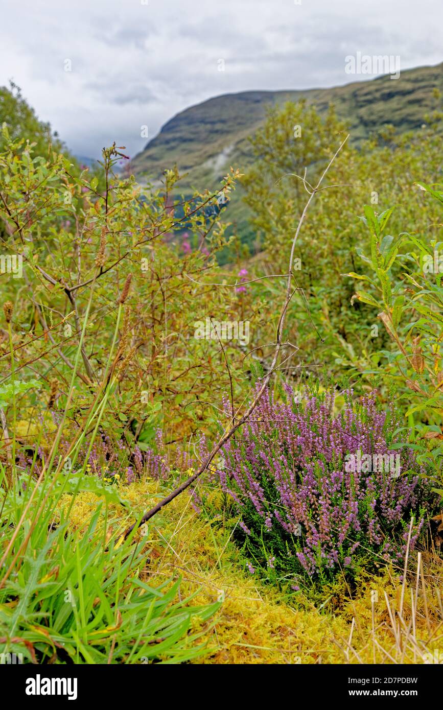 Calluna Vulgaris Besenheide Heidekraut High Resolution Stock Photography And Images Alamy