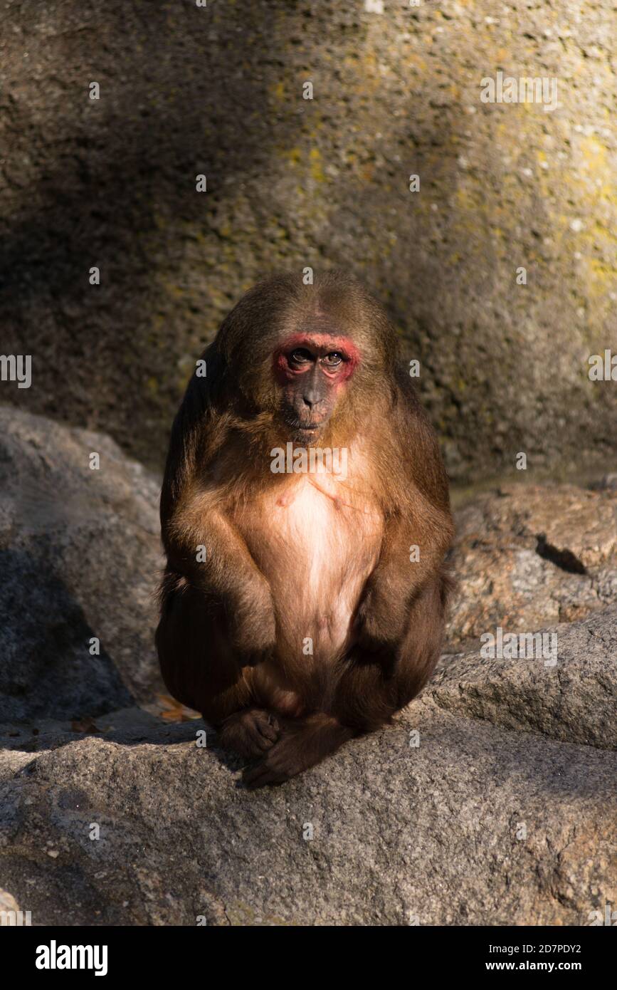 The loner, a stump-tailed macaque has found a quite spot Stock Photo