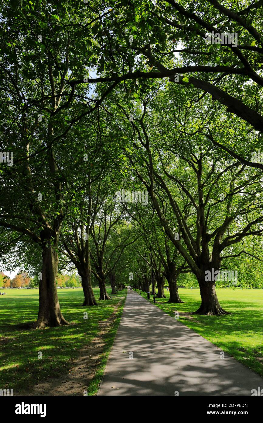 Tree avenue on Jesus Green, Cambridge City, Cambridgeshire, England, UK