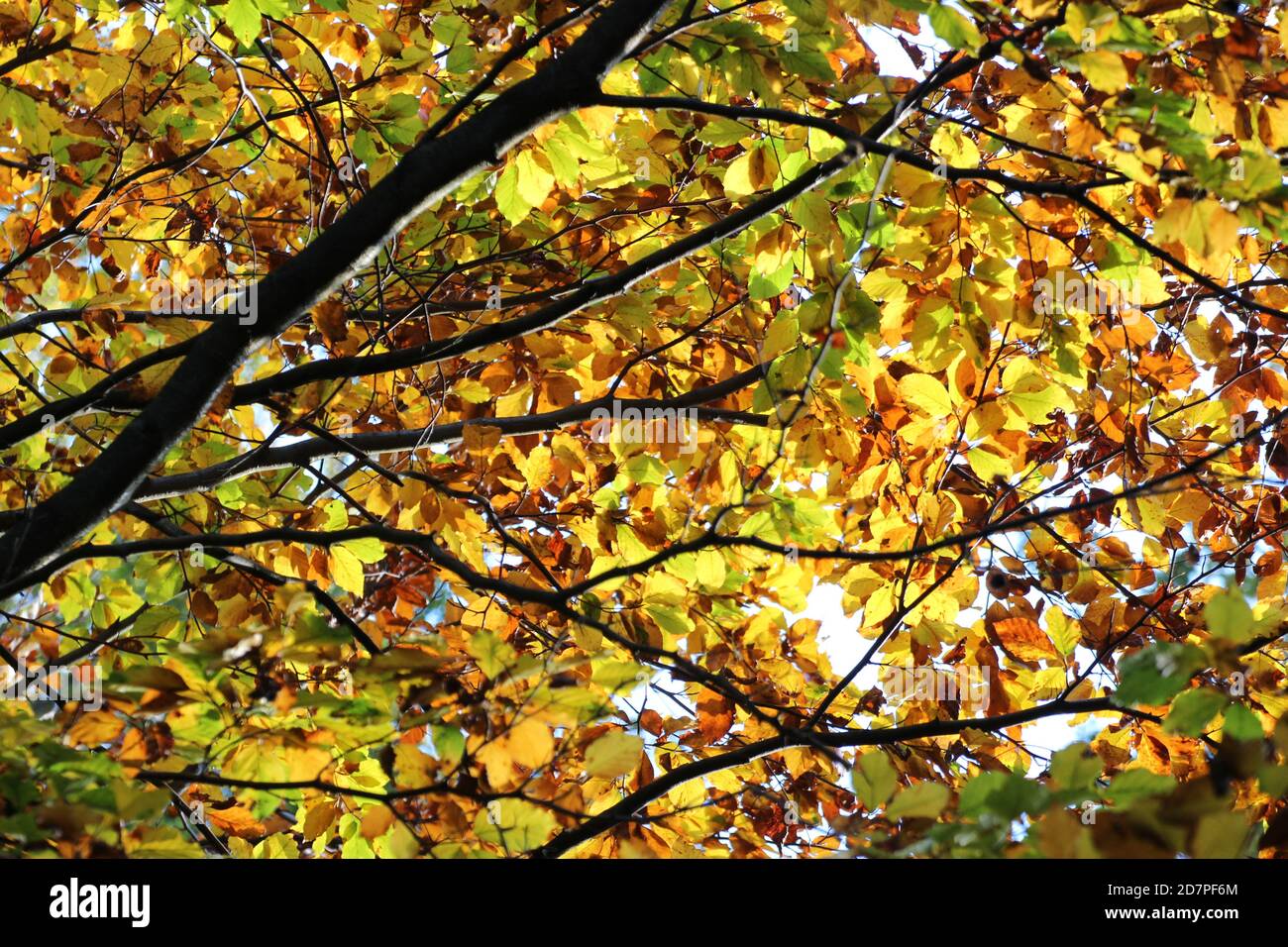 Leaves of the tree in autumn Stock Photo