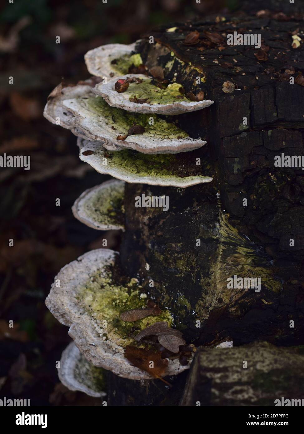 Artist's bracket fungus growing on end of log Stock Photo