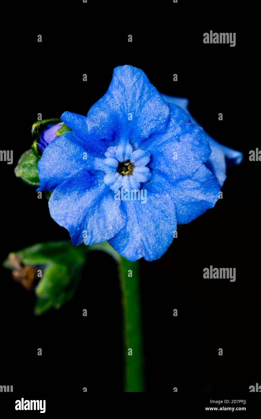Blue flower on black Stock Photo Alamy