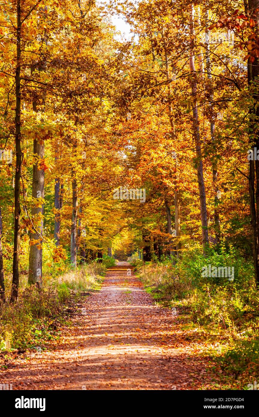 Sunny colorful red forest hi-res stock photography and images - Alamy